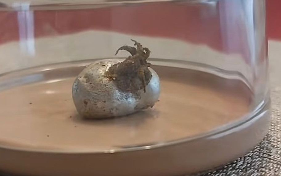 İnternette yeni gizem: “Göktaşından çıkan uzaylı” videoları tartışılıyor