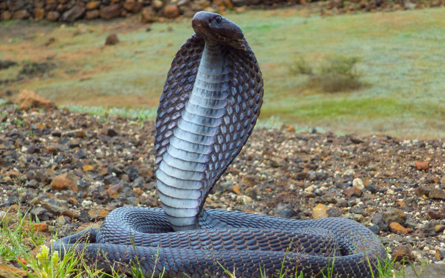 35 yıllık esrarengiz intikam hikayesi: Kobra yılanları, koca kasabayı neden işgal etti?