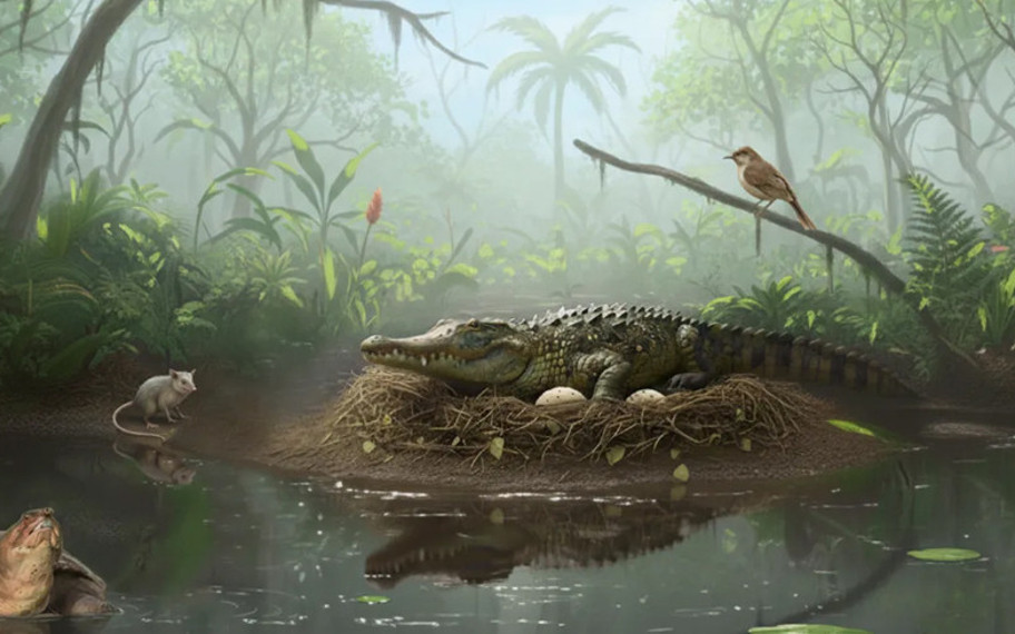 Ağaca tırmanan ve avlarının üzerine atlayan timsahlar gerçekmiş