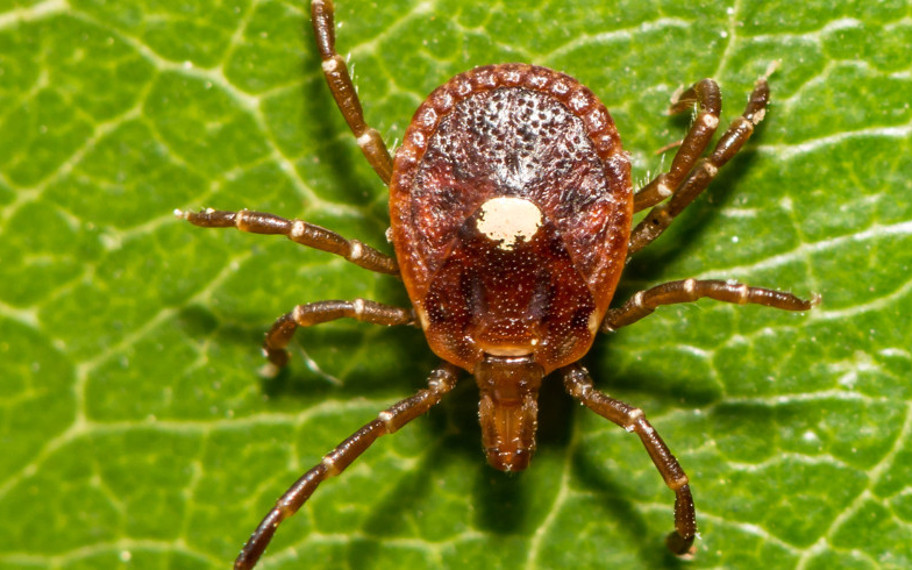 Kene ısırığıyla gelen gizli tehlike: İnsan ölümüyle ilişkilendirilen ilk "Kırmızı Et Alerjisi" vakası kayıtlara geçti