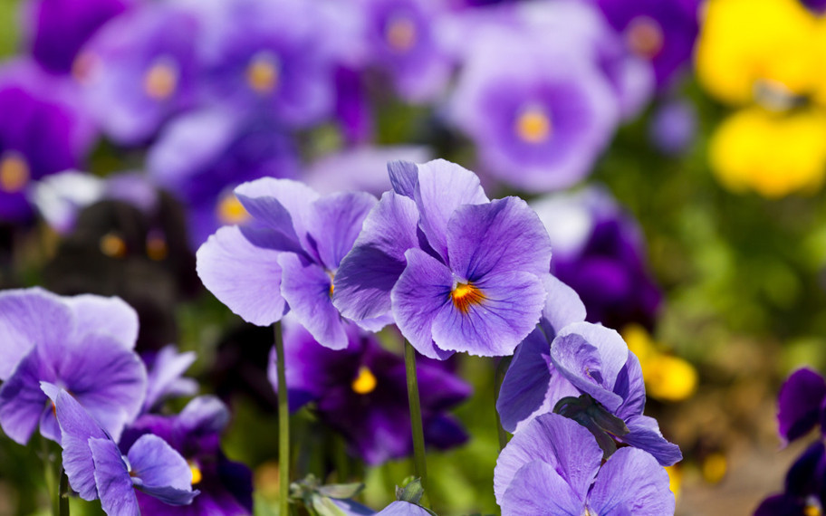 Doğada neredeyse hiç görünmeyen renk: Neden tüm renkler varken o yok?