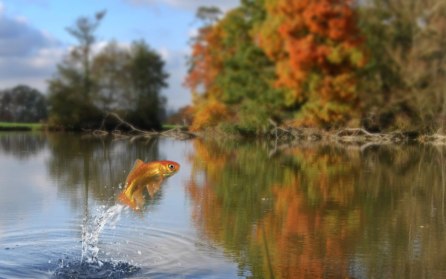 Balıkların boyları, neden giderek daha da küçülüyor?