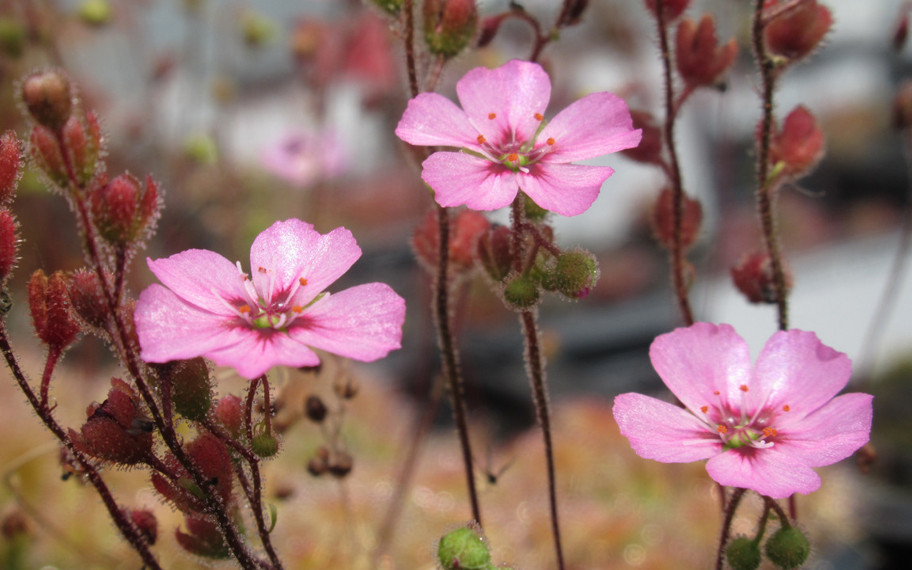Bilim insanları umudu kesmişti: Yok olduğu sanılan et yiyen bitki bulundu