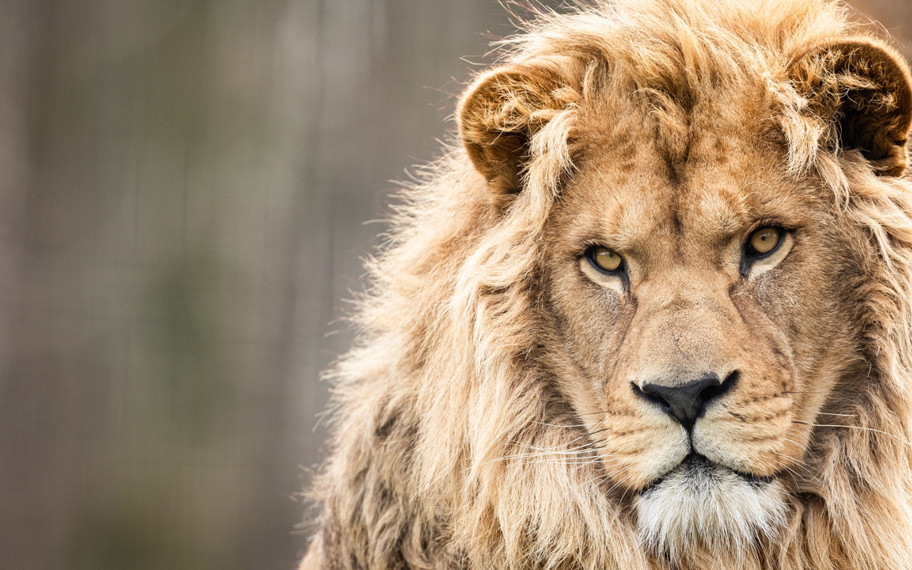 6.000 yıllık mucize: Aslanın çenesinden kurtulan genç adamın inanılmaz hikayesi