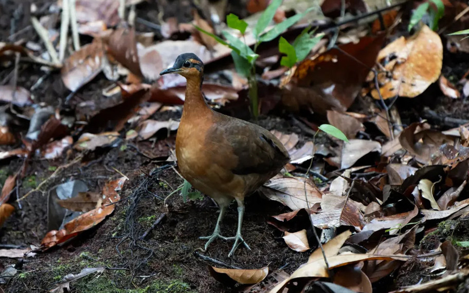 Klonlanmış ses ile ortaya çıktı: 75 yıl sonra gelen bir ilk
