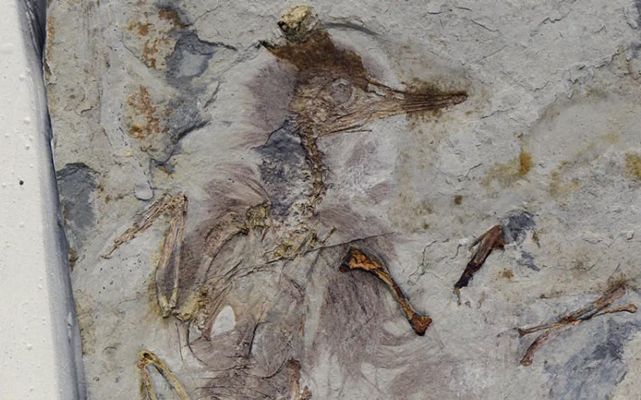 Fosil kayıtlarında bir ilk: Boğazı taşlarla dolu kuşun sırrı ne?