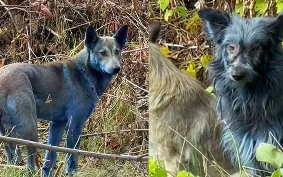 Çernobil’in mavi köpekleri: Köpekler neden birden bire maviye dönüştü?