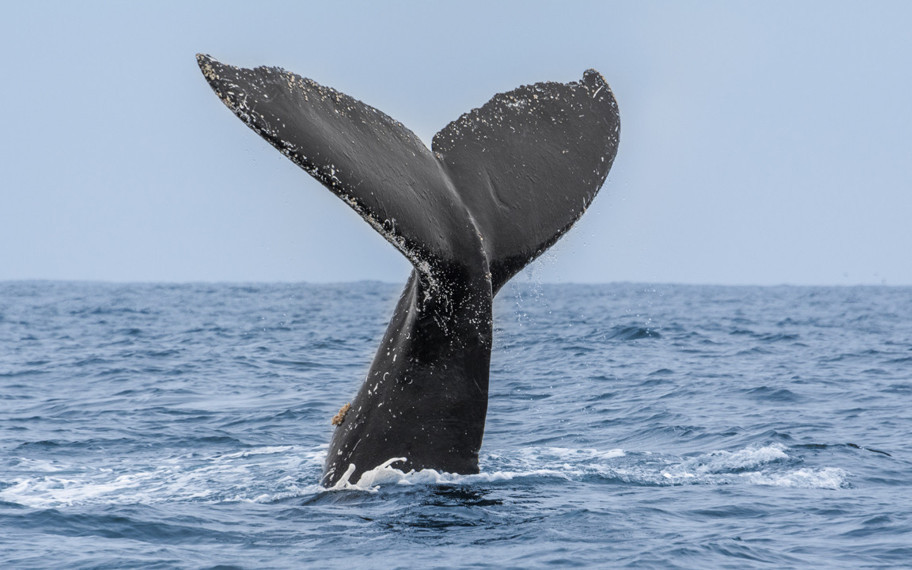 Mitolojiden gerçeğe: Bir balina, bir insanı gerçekten yutabilir mi?