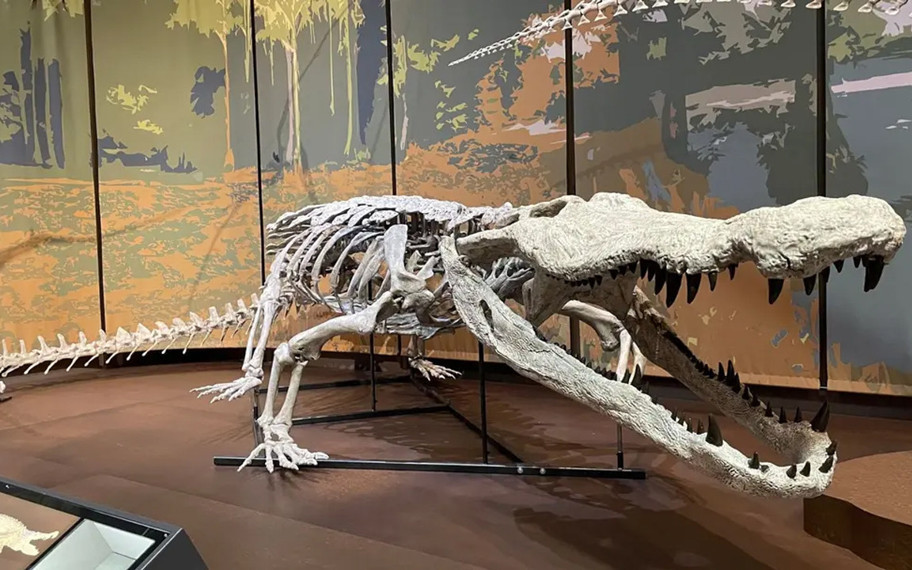 Dinozorların kabusuydu: 10 metrelik dinozor avcısı timsah yeniden "doğdu"