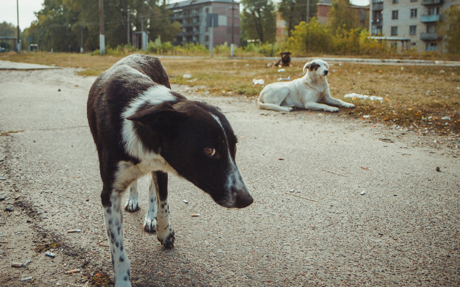 Çernobil'in köpekleri, yeni bir türe mi dönüşüyor?