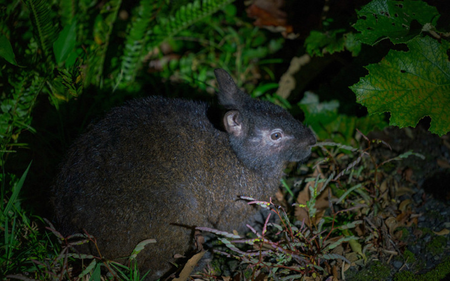 Ormanın derinliklerinde saklanan "yaşayan fosil": 6 milyon yıldır bizimle