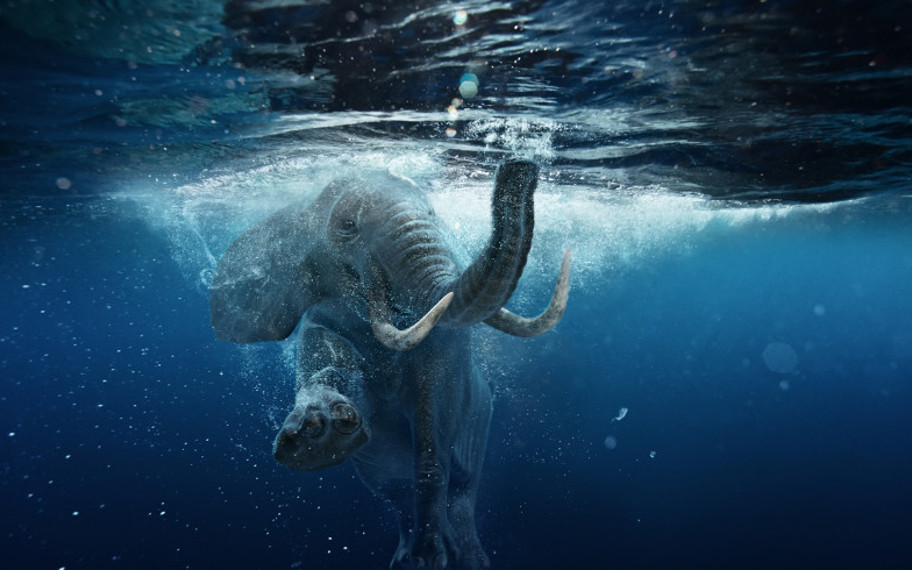 Dev fillerin hiç kimsenin bilmediği yeteneği: Bunu nasıl başarıyorlar?