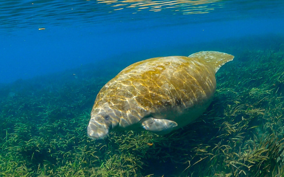 Asıl canavar kim?: Sadece 27 yılda yok ettiğimiz "deniz canavarı"