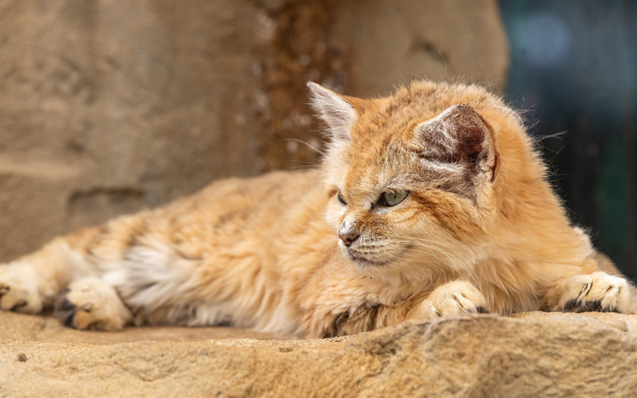 Dünyanın havlayan tek kedisi: İşte kum kedilerinin şaşırtıcı yaşamı