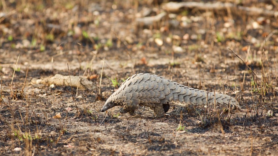 Pangolinler hala tehdit altında!