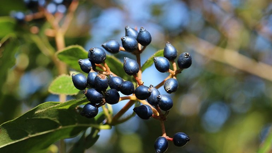 İşte metalik mavi meyvenin sırrı