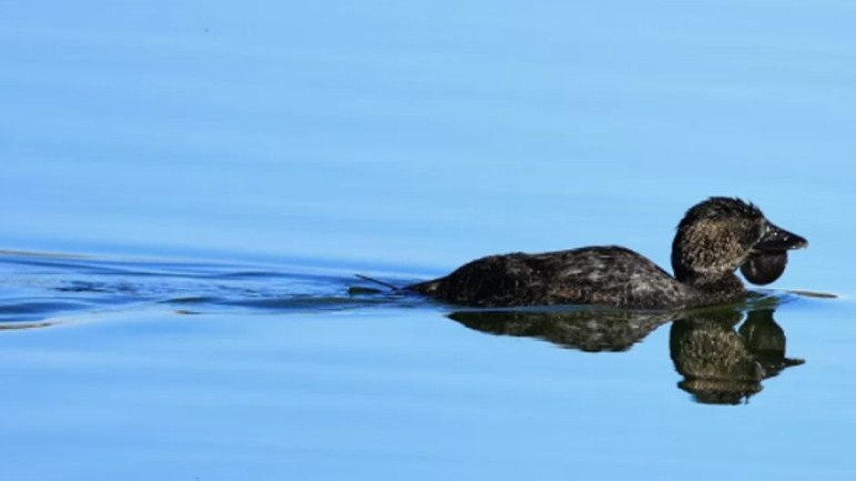Küfür eden ördek herkesi şaşırtıyor