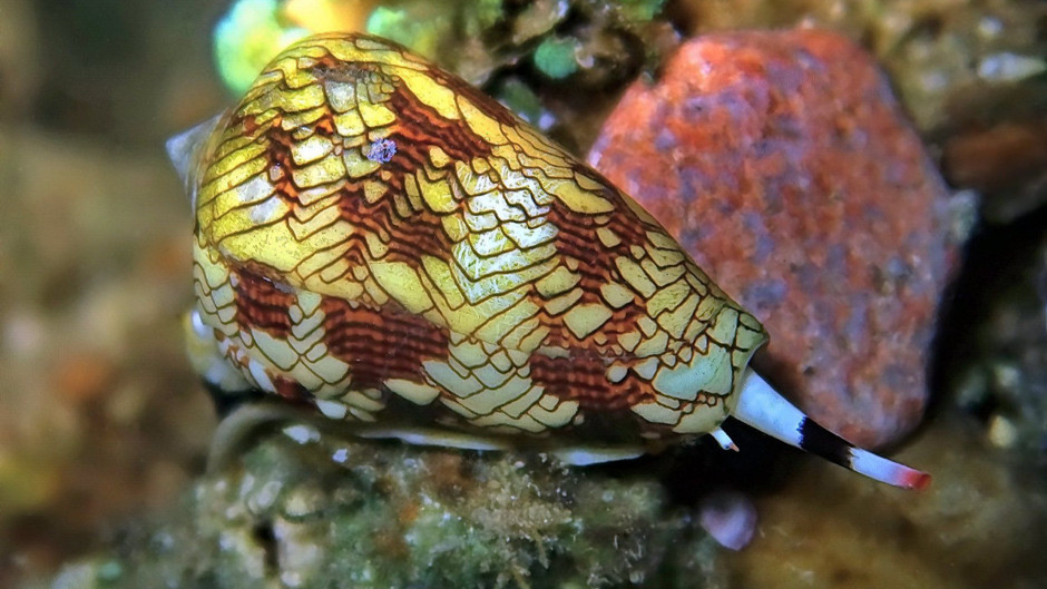 nesli tükenmekte olan mavi kurbağalar