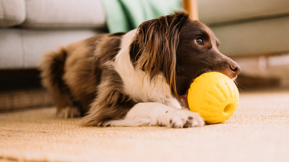 Evinde köpek besleyenler dikkat, her an yangın çıkartabilirler