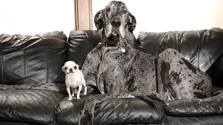 Minik Pearl ile dev Reggie: Rekorların köpekleri buluştu!