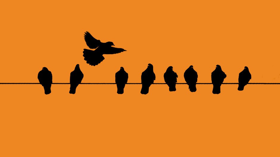 Büyük gizem: Kaliforniya'da kuşlar, neden havada "patlayarak" ölmeye başladı?