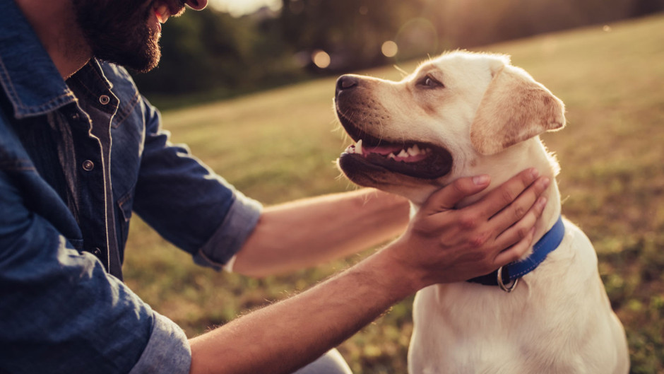 Köpekler, Parkinson hastalığının "kokusunu" tespit edebiliyor