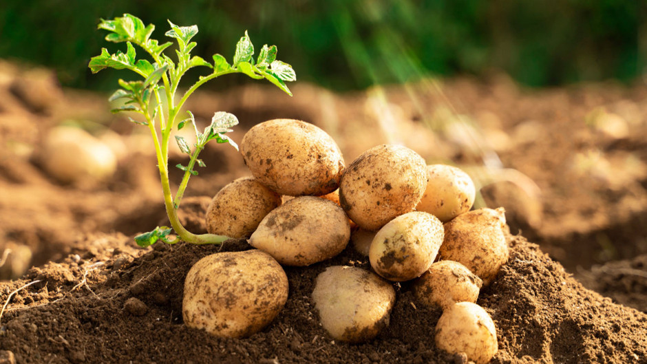 Patatesleri yapay zeka kurtaracak