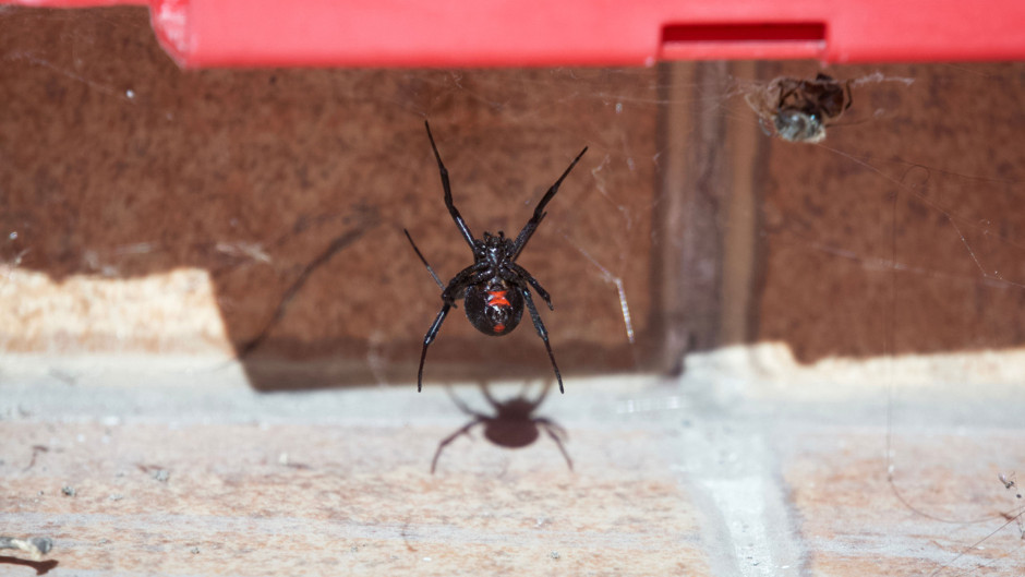 Siz siz olun, bir karadul örümceği ile bunu yapmayı denemeyin!