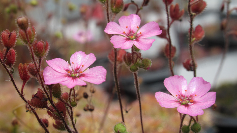 Bilim insanları umudu kesmişti: Yok olduğu sanılan et yiyen bitki bulundu