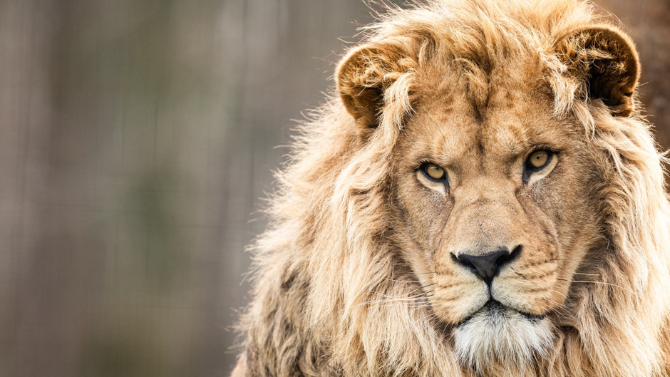 6.000 yıllık mucize: Aslanın çenesinden kurtulan genç adamın inanılmaz hikayesi