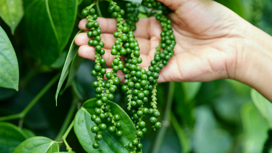 Aslında meyveymiş: Karabiberin destansı hikayesi