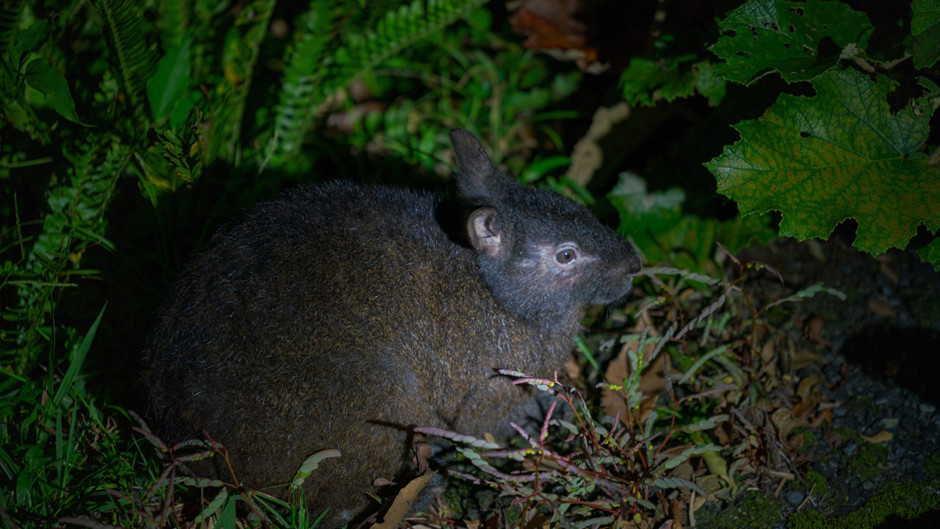 Ormanın derinliklerinde saklanan "yaşayan fosil": 6 milyon yıldır bizimle