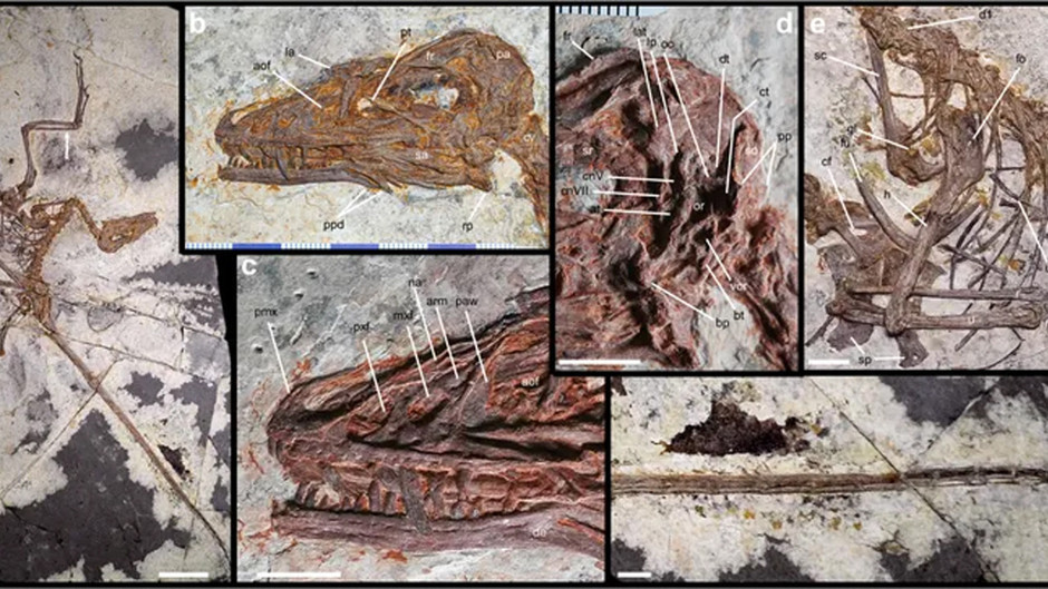 Şaşırtan dinozor keşfi: Sadece 53 santim, ama dört kanadı var